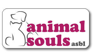 Animal Souls
